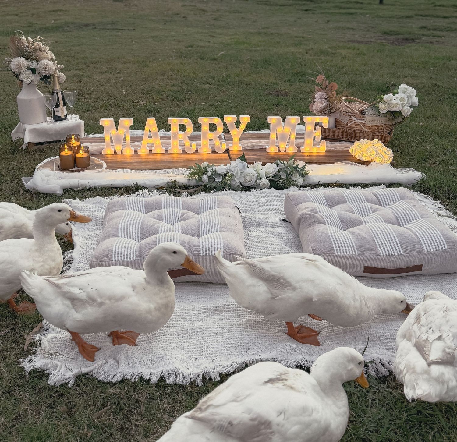 Yellow illuminated marry me sign with white cushions and ducks arranged on blanket for romantic outdoor proposal setup.