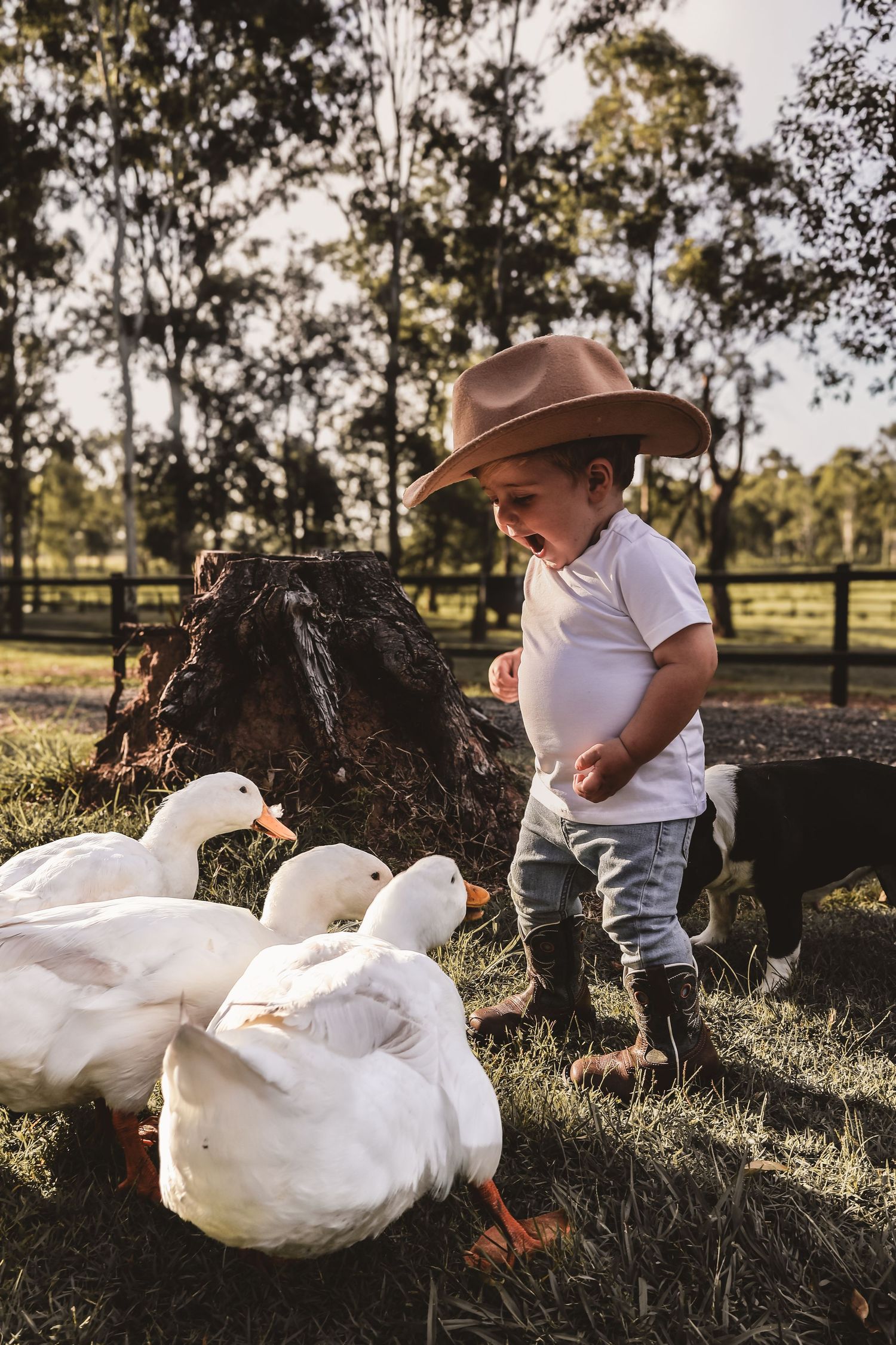 Young child in cowboy hat feeding white ducks in a farm setting at sunset.