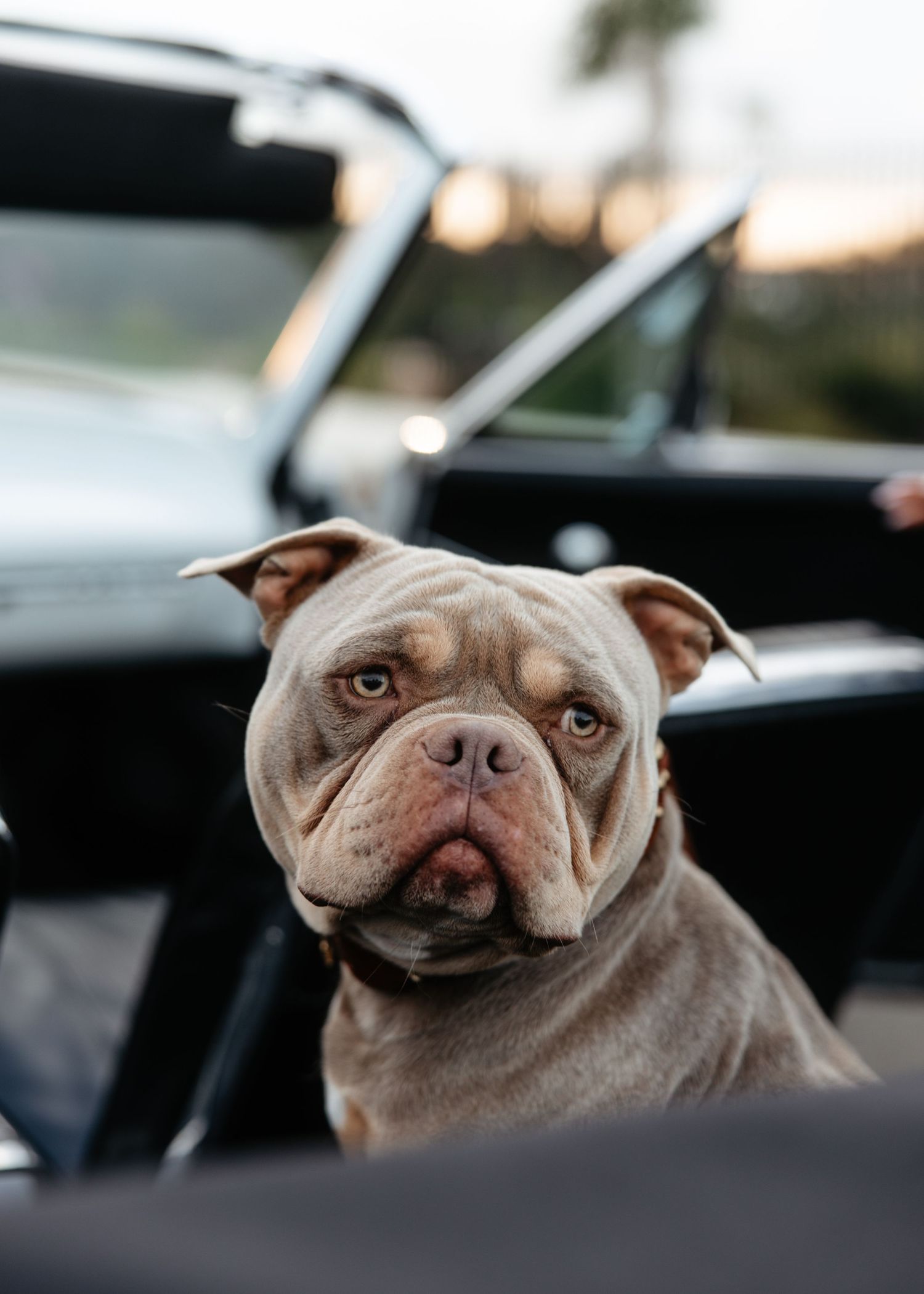 Dog sitting in passenger seat of classic car, lifestyle photo.
