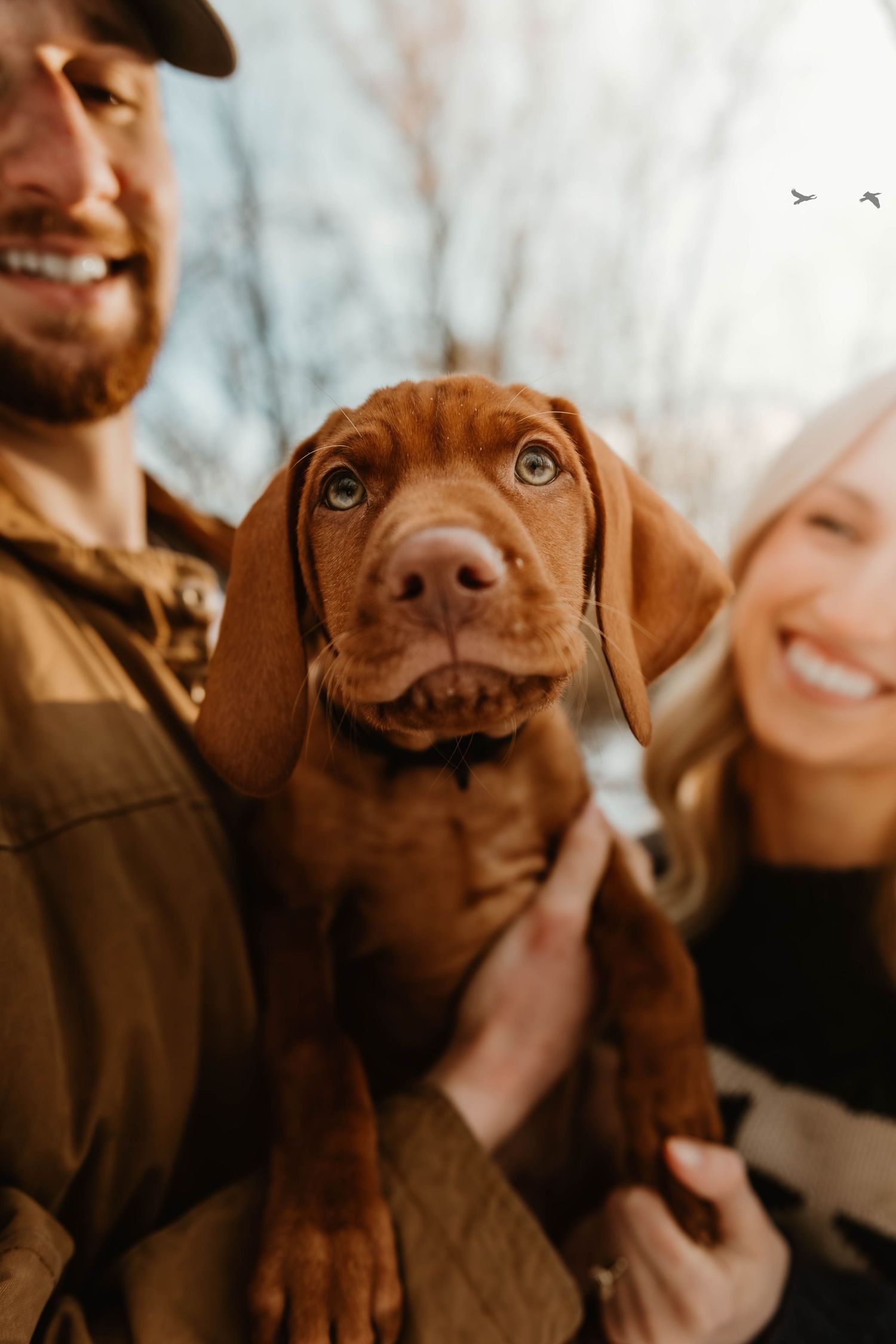 A chocolate lab puppy shows a range of funny facial expressions in a series of four connected photos.