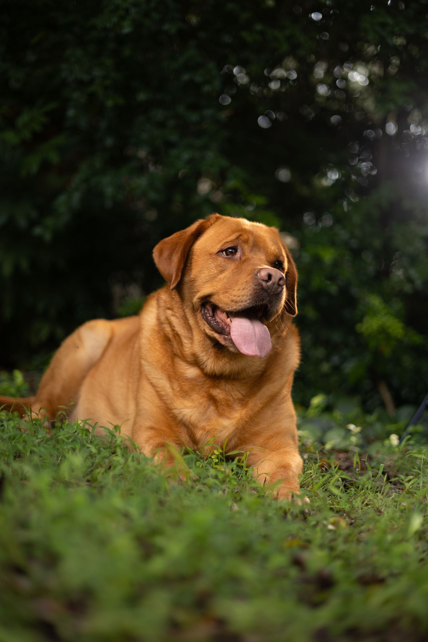 A brown dog lies contentedly in green grass with tongue sticking out.