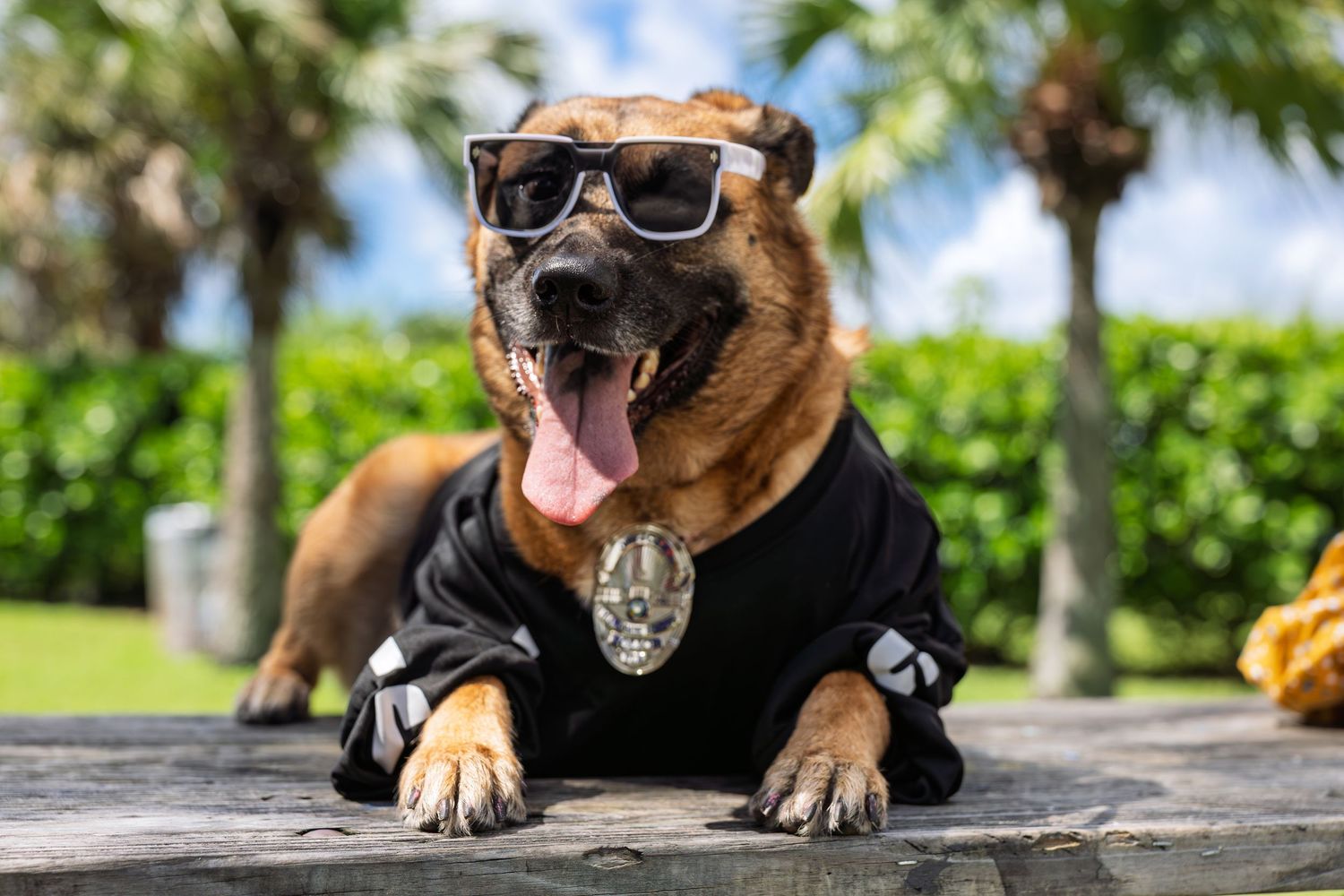 A cool dog wearing sunglasses and a black police badge hoodie lounges on a wooden surface with palm trees behind.