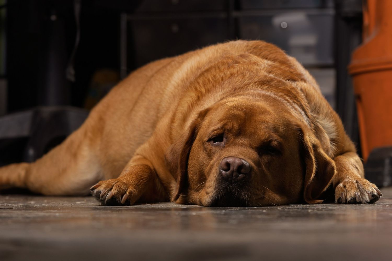 Brown dog lying down sleepily on dark wooden floor.