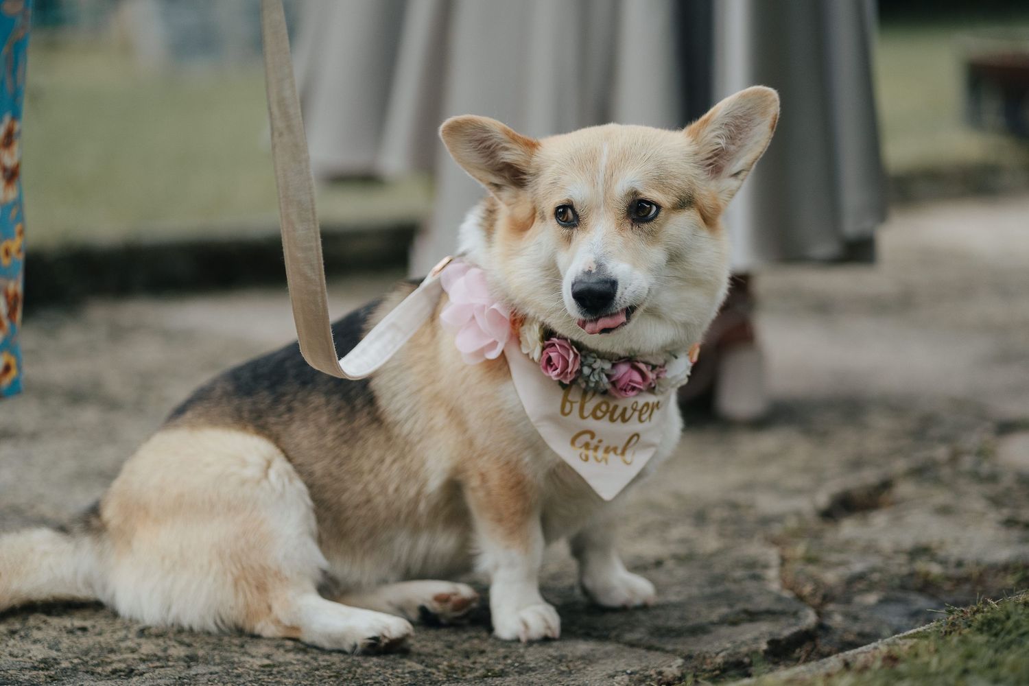 Corgi dog wearing bandana sitting on ground smiling at camera.