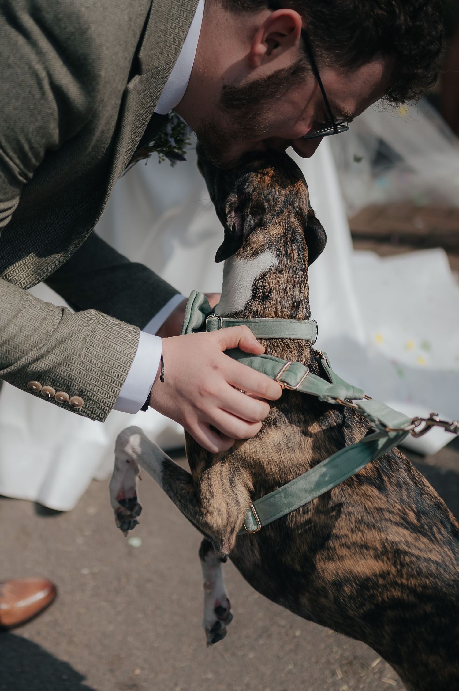 A person in formal attire bending down to pet a dog wearing a harness.