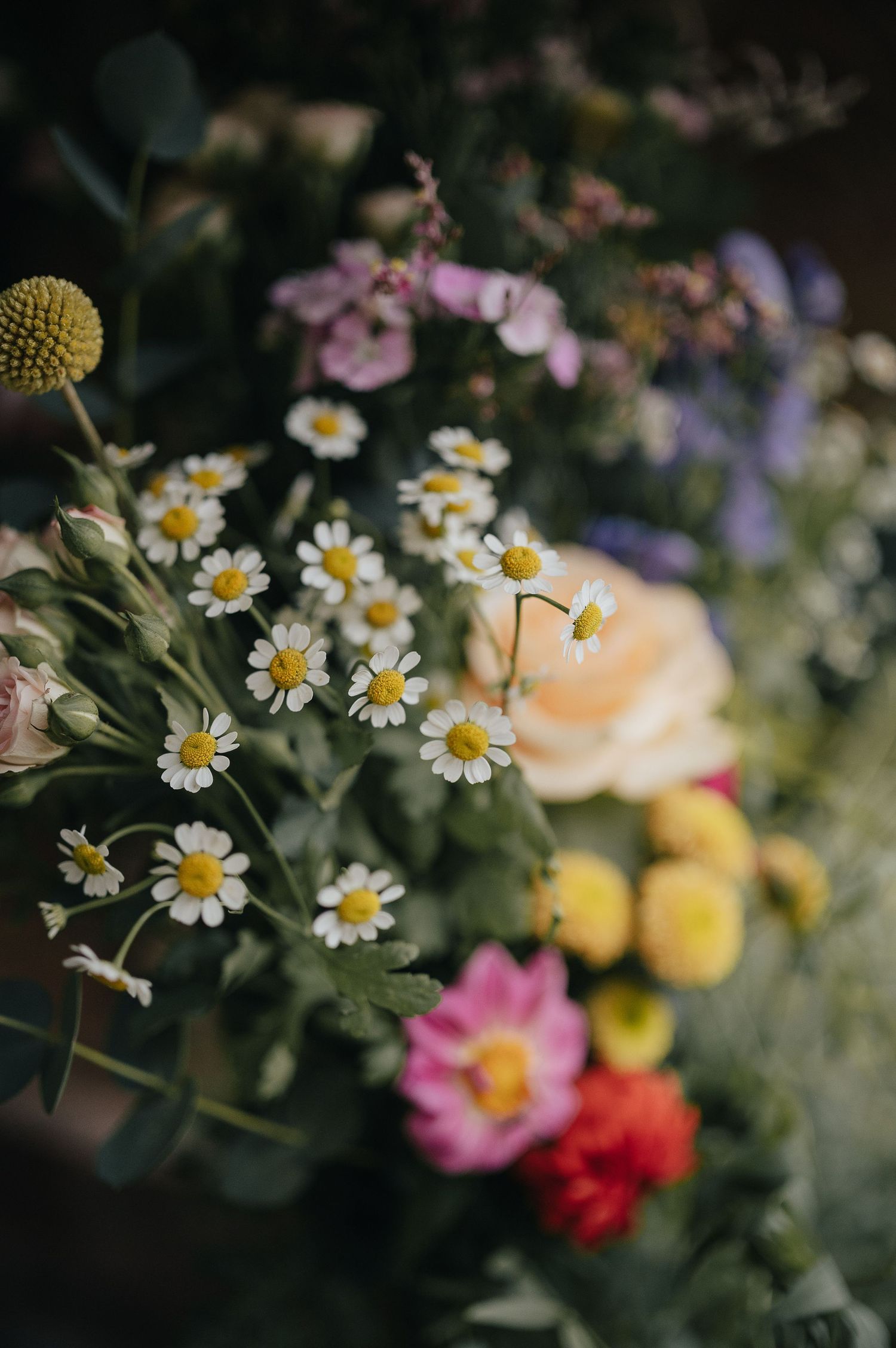 A close-up of wildflowers featuring daisies, roses and purple blooms in soft focus.