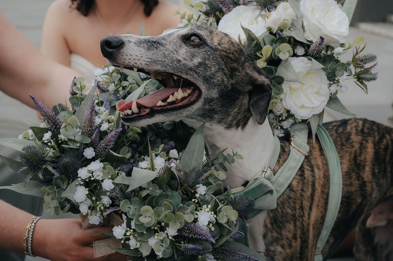 A greyhound dog wearing floral decorations poses with a wedding bouquet.