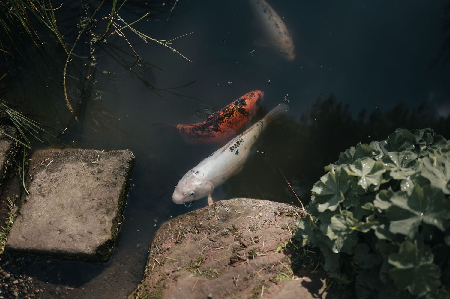 Koi fish swim in a garden pond with stone edges and aquatic plants.