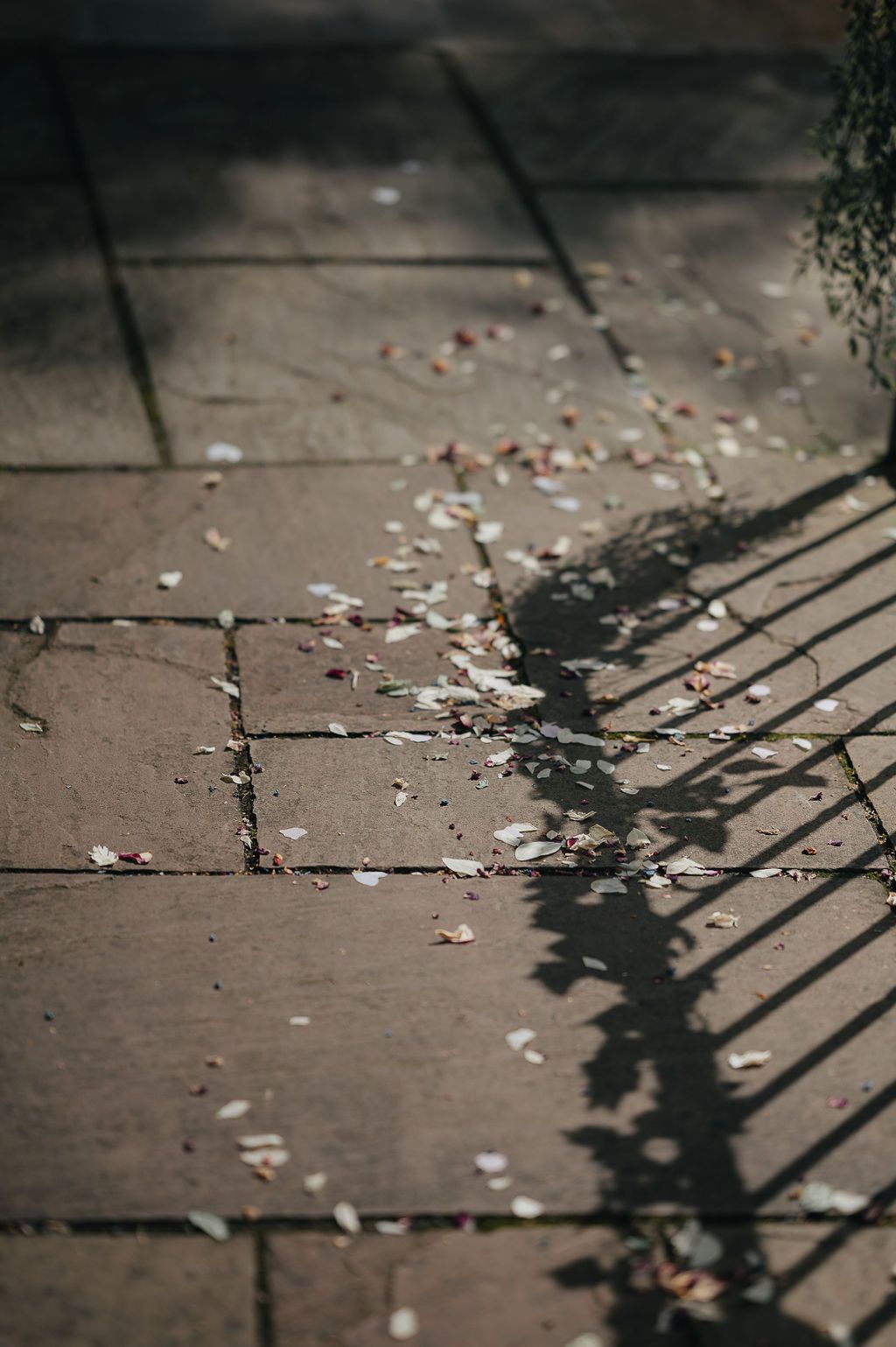Flower petals scattered on stone pavement with dramatic shadows cast across the ground.