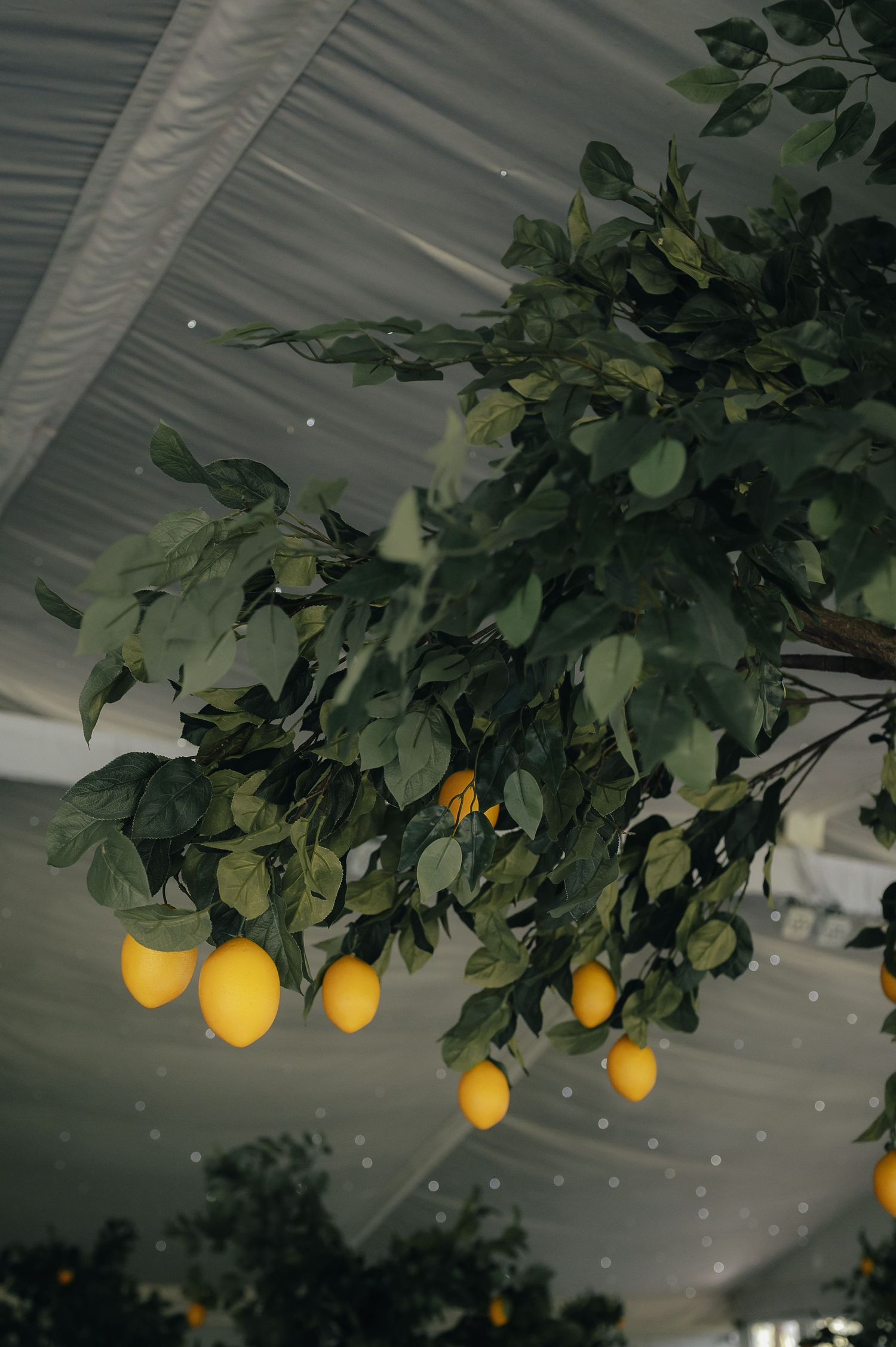 Decorative lemon tree with bright yellow fruits hanging under white tent ceiling.