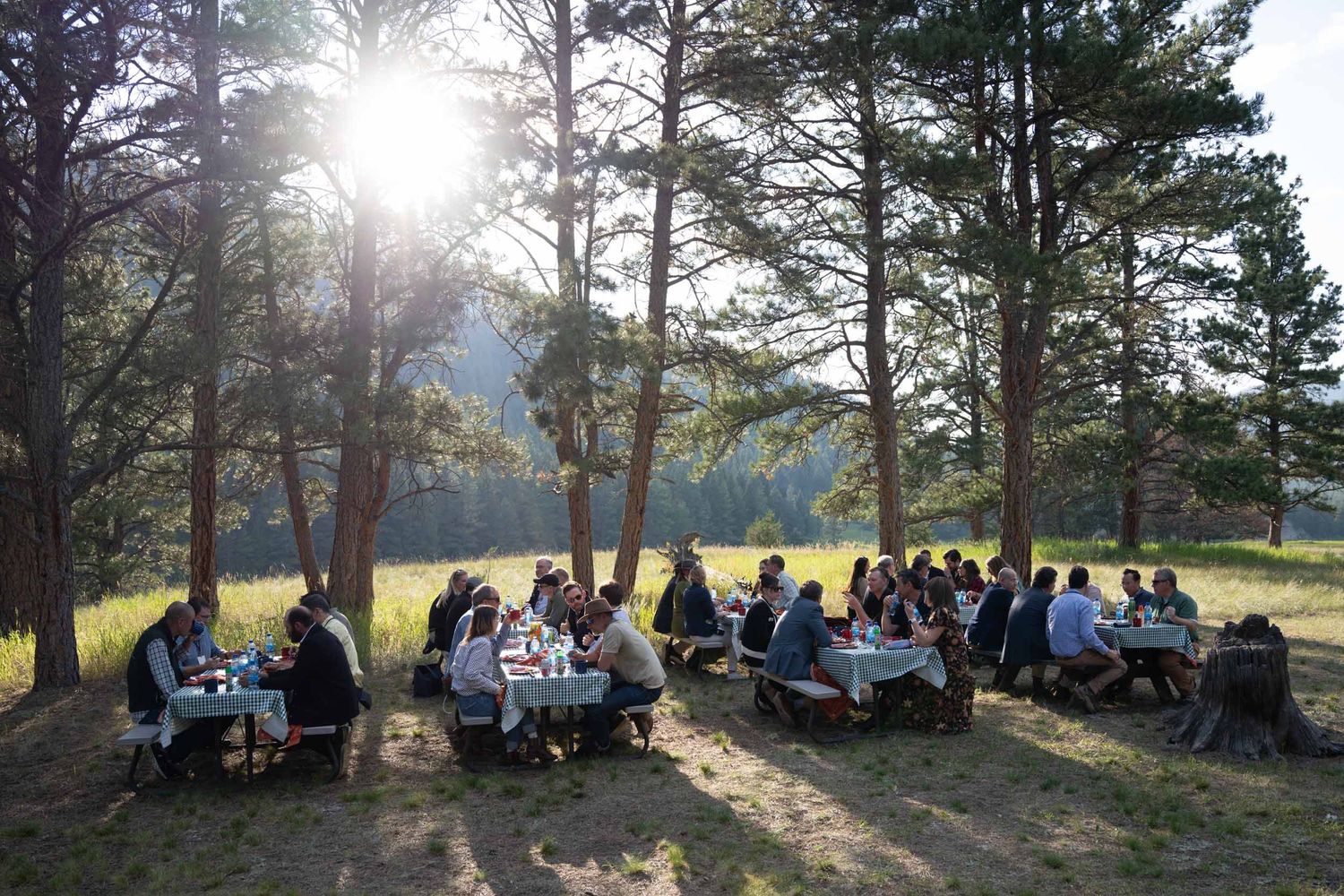 Large group of people gathered outdoors for a picnic under tall pine trees on a sunny afternoon.