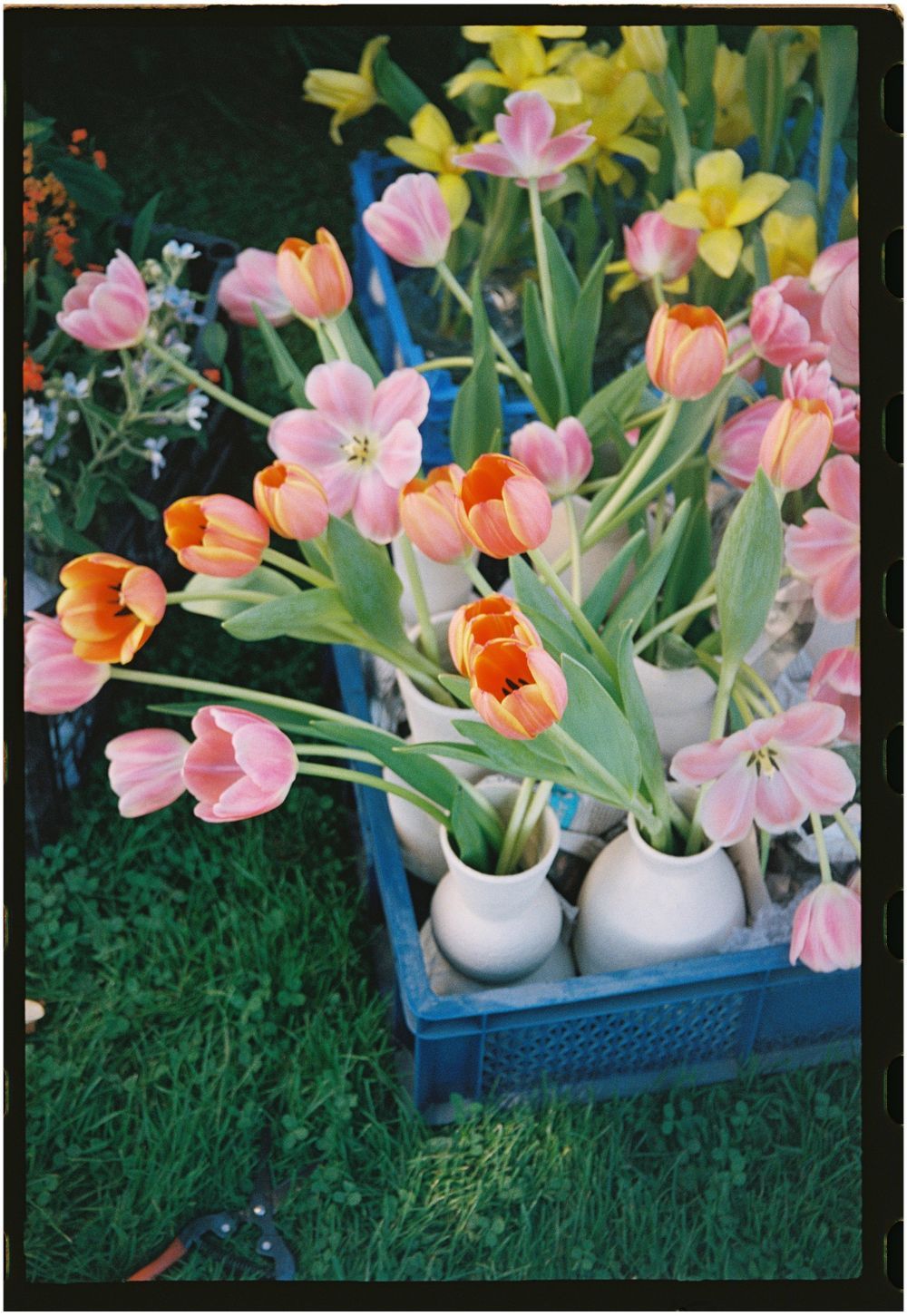 Colorful spring tulips arranged in white vases within a blue wooden box.