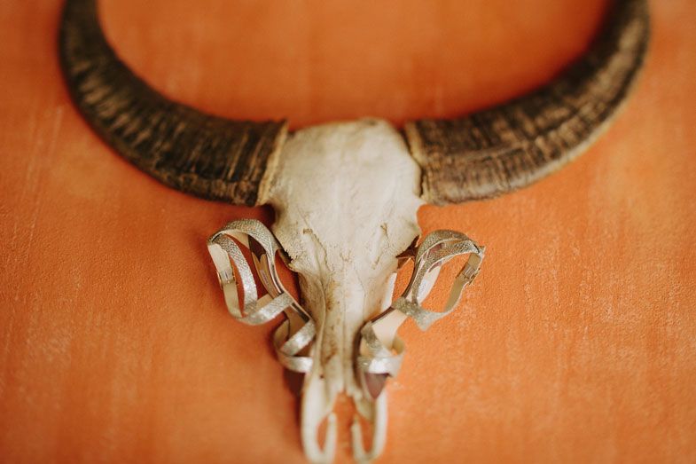 Close-up detail of a bull skull mounted on an orange-painted wall.