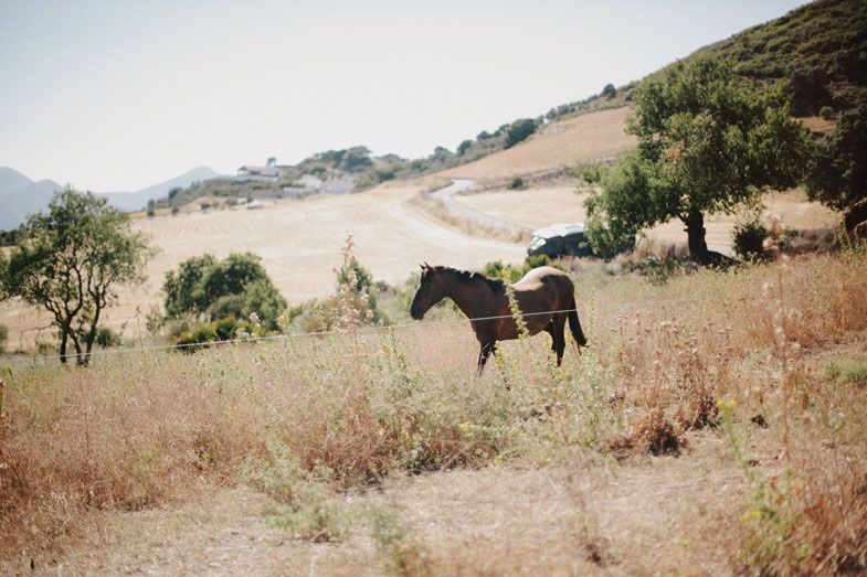 Brown horse standing in a dry grass field with rolling hills in the background.