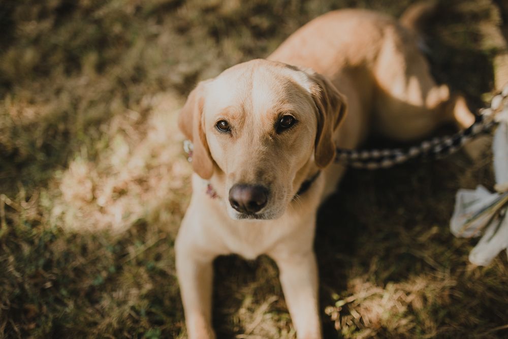 A friendly yellow Labrador retriever dog looks at the camera during an outdoor event.