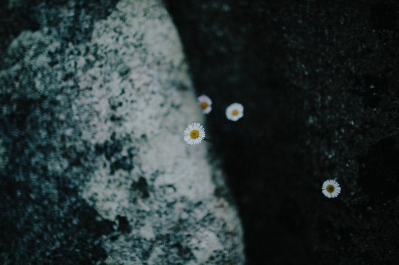 Small white daisies against a dark textured background with a moody artistic feel.