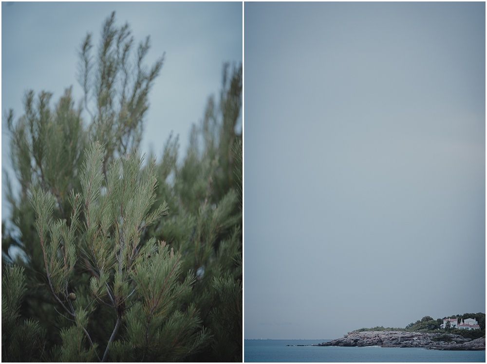 Coastal landscape with windswept plants and misty ocean view.