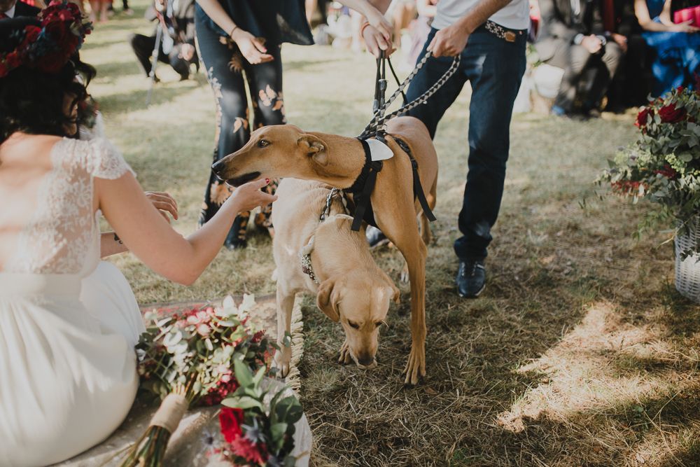 Dog wearing floral collar greets guests at outdoor wedding.