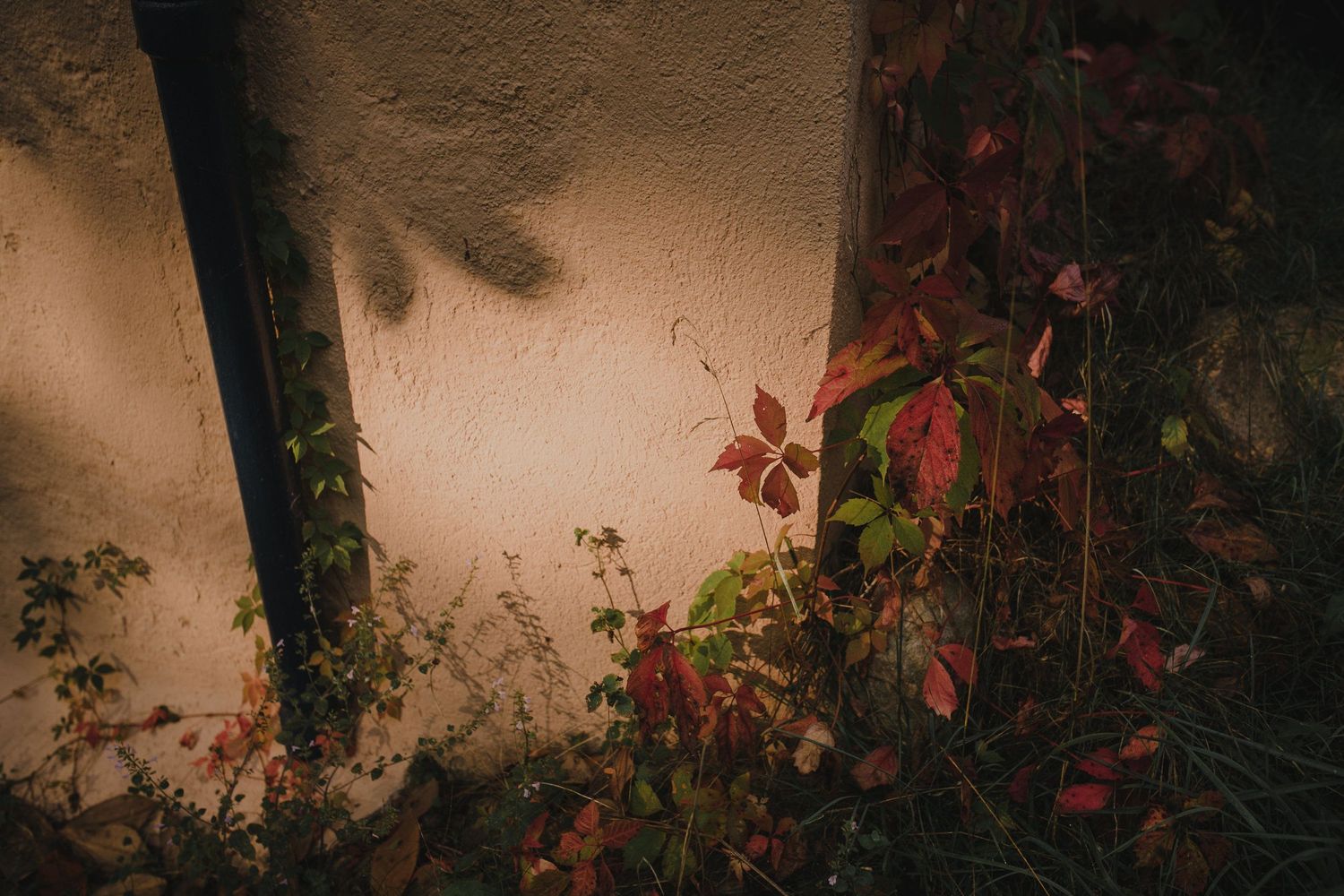 Red autumn leaves growing against a misty wall create a moody atmospheric scene.