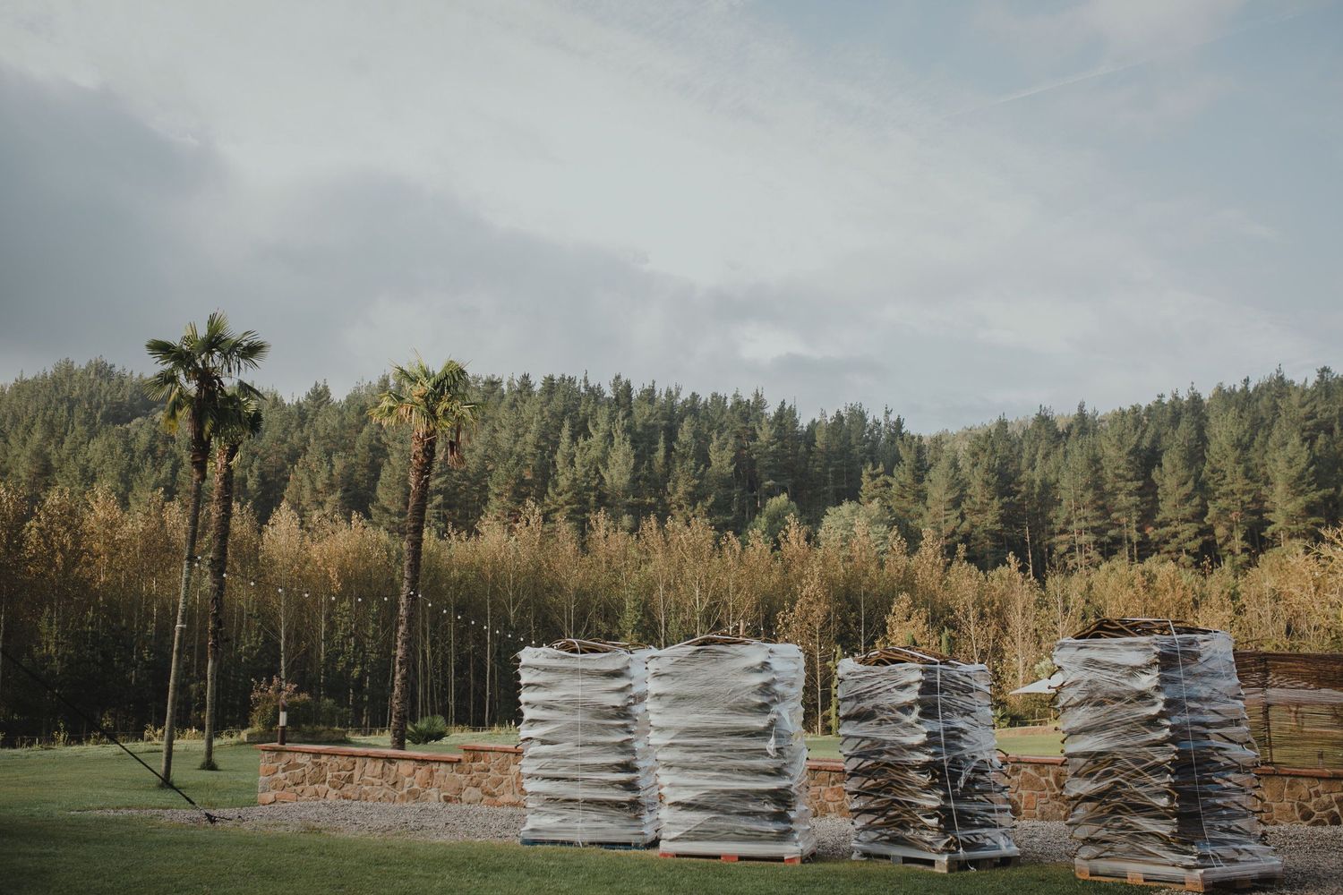 Stacks of white chairs arranged outdoors with pine forest and palm trees in background.