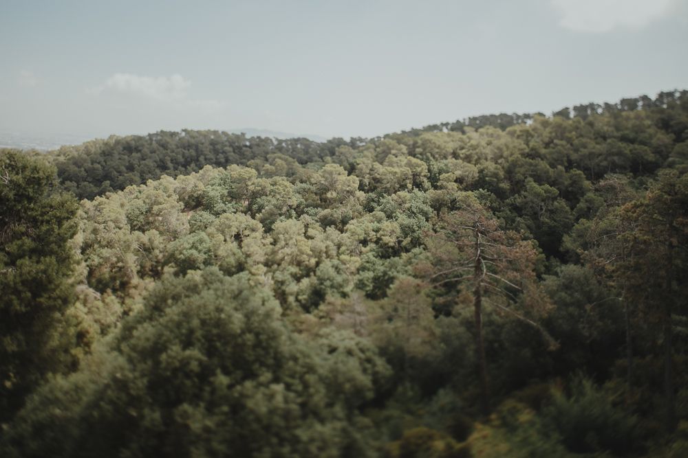 Rolling green hillside landscape with dense forest cover in natural lighting.