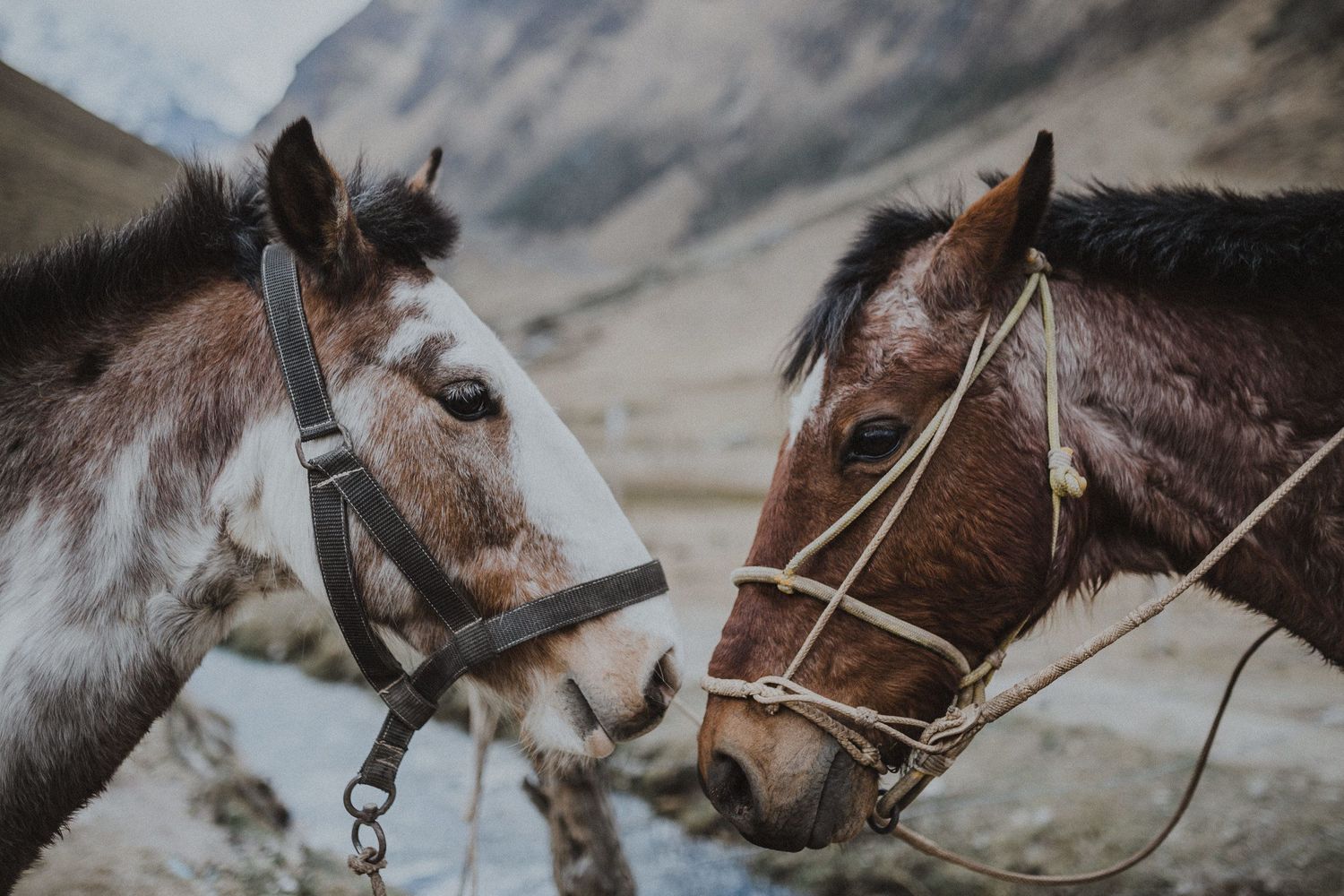 Two horses with bridles stand close together against mountainous backdrop.