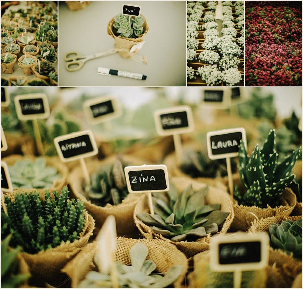 Collection of small potted succulents with handwritten name tags in burlap planters.