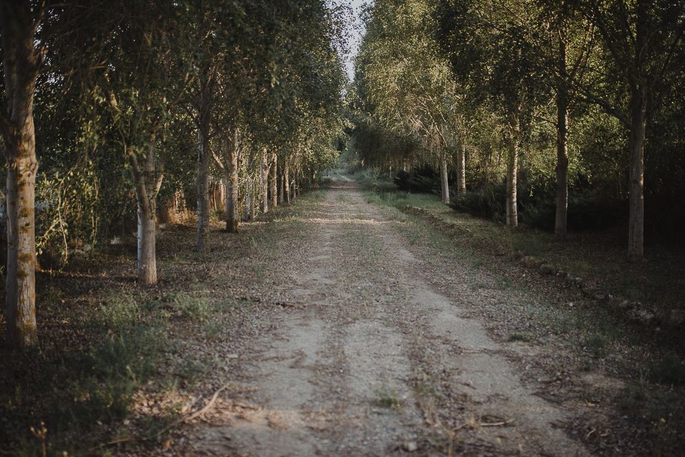 Tree-lined dirt path stretching into the distance creating natural perspective.