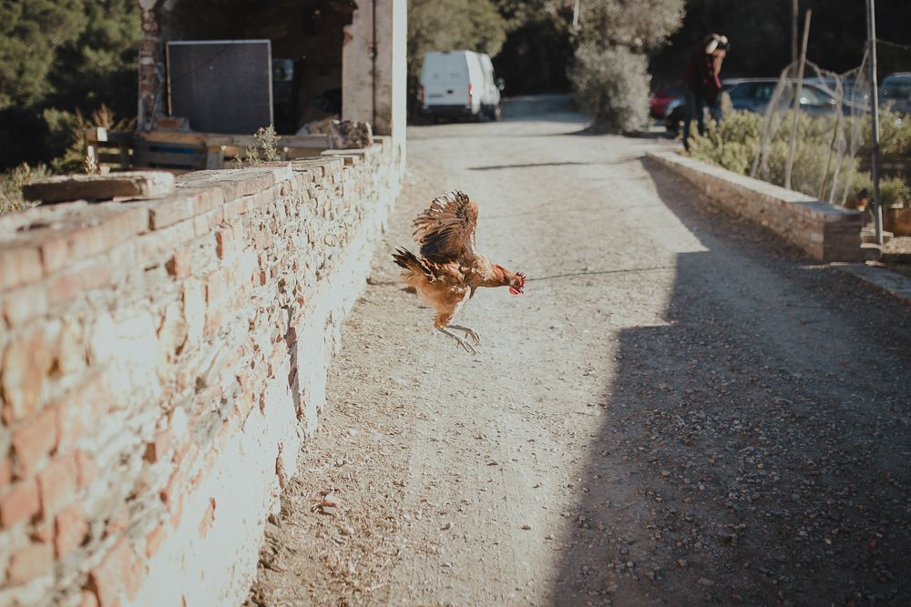A cat stretches out on a stone wall along a paved pathway on a sunny day.