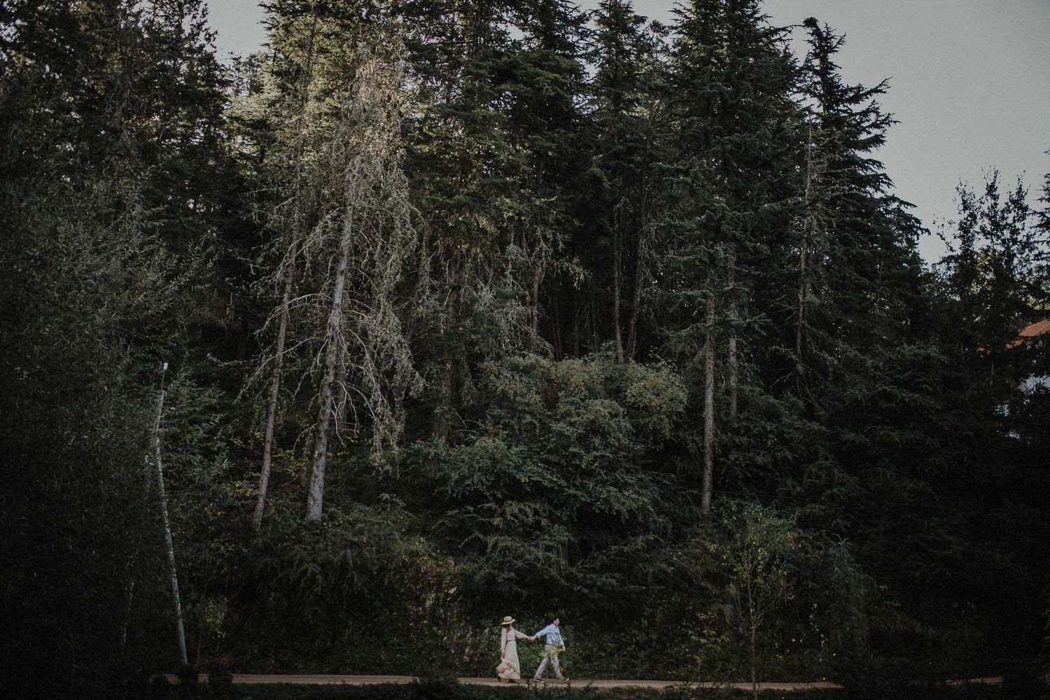 Two small figures walking through a moody evergreen forest landscape.