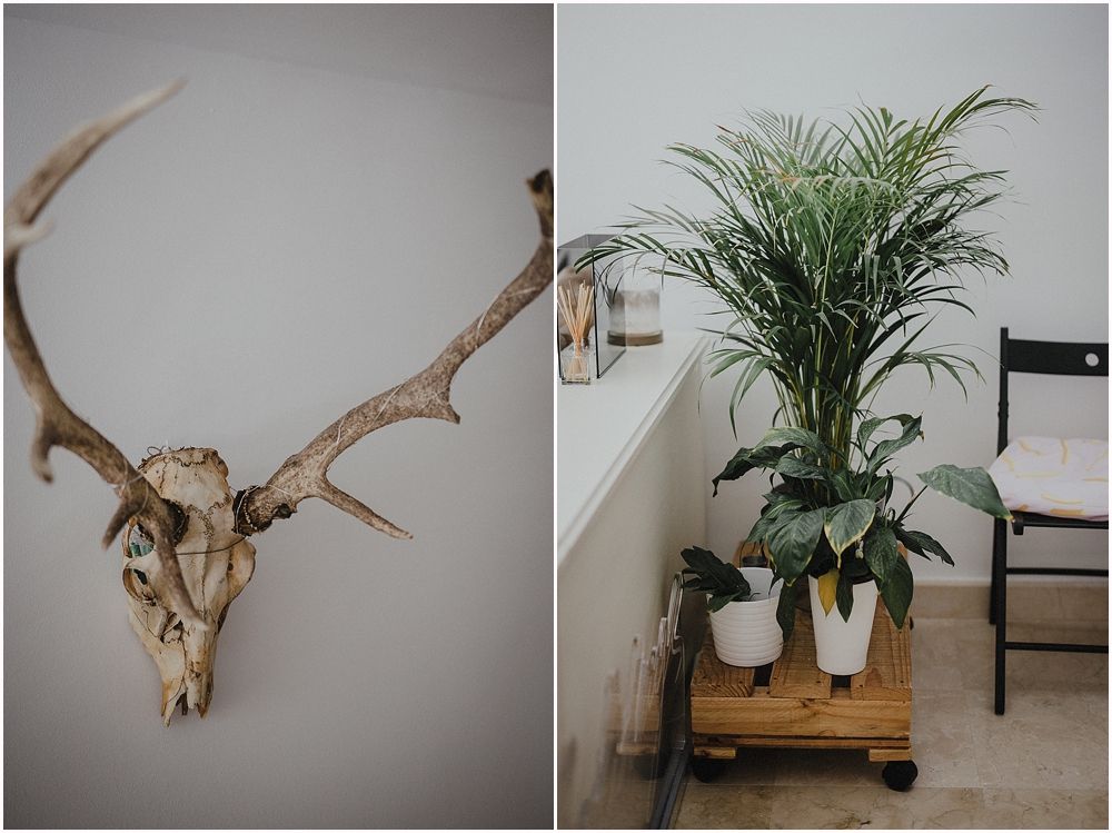 Antler skull mount and potted palm plant in modern interior setting.