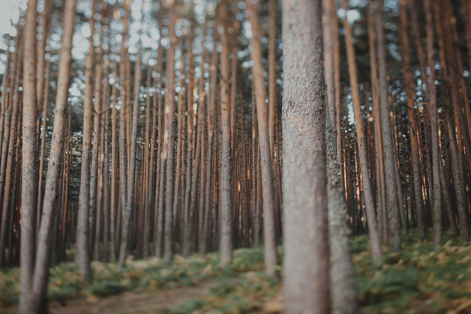 Tall pine trees in a forest with shallow depth of field creating a dreamy atmosphere.