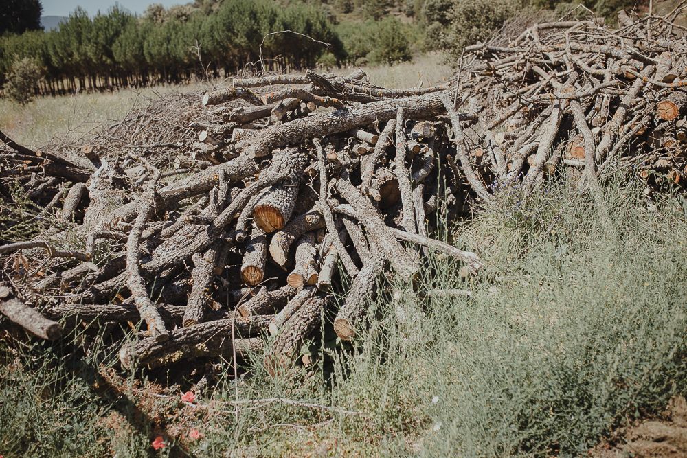 Large pile of fallen tree branches and logs scattered in dry desert brush.