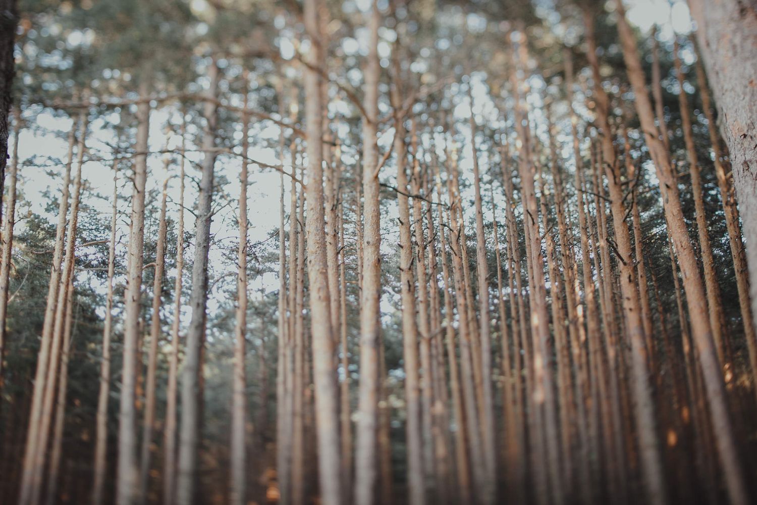 Dense pine forest with tall straight trunks extending upward into a mystical canopy.