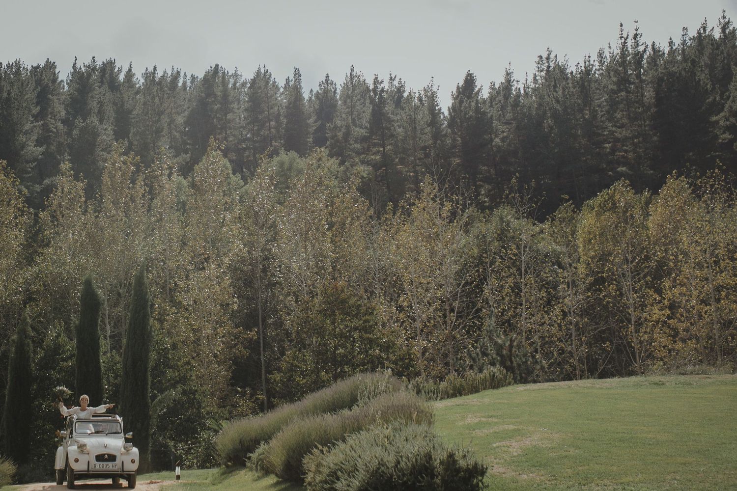 A classic white car parked on a grassy slope with evergreen forest in the background.