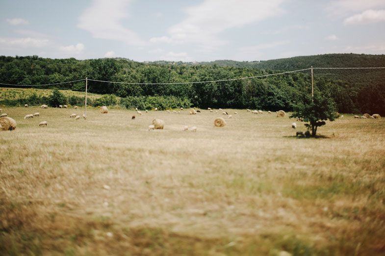 Hay bales scattered across a sunny meadow with rolling hills in the background.