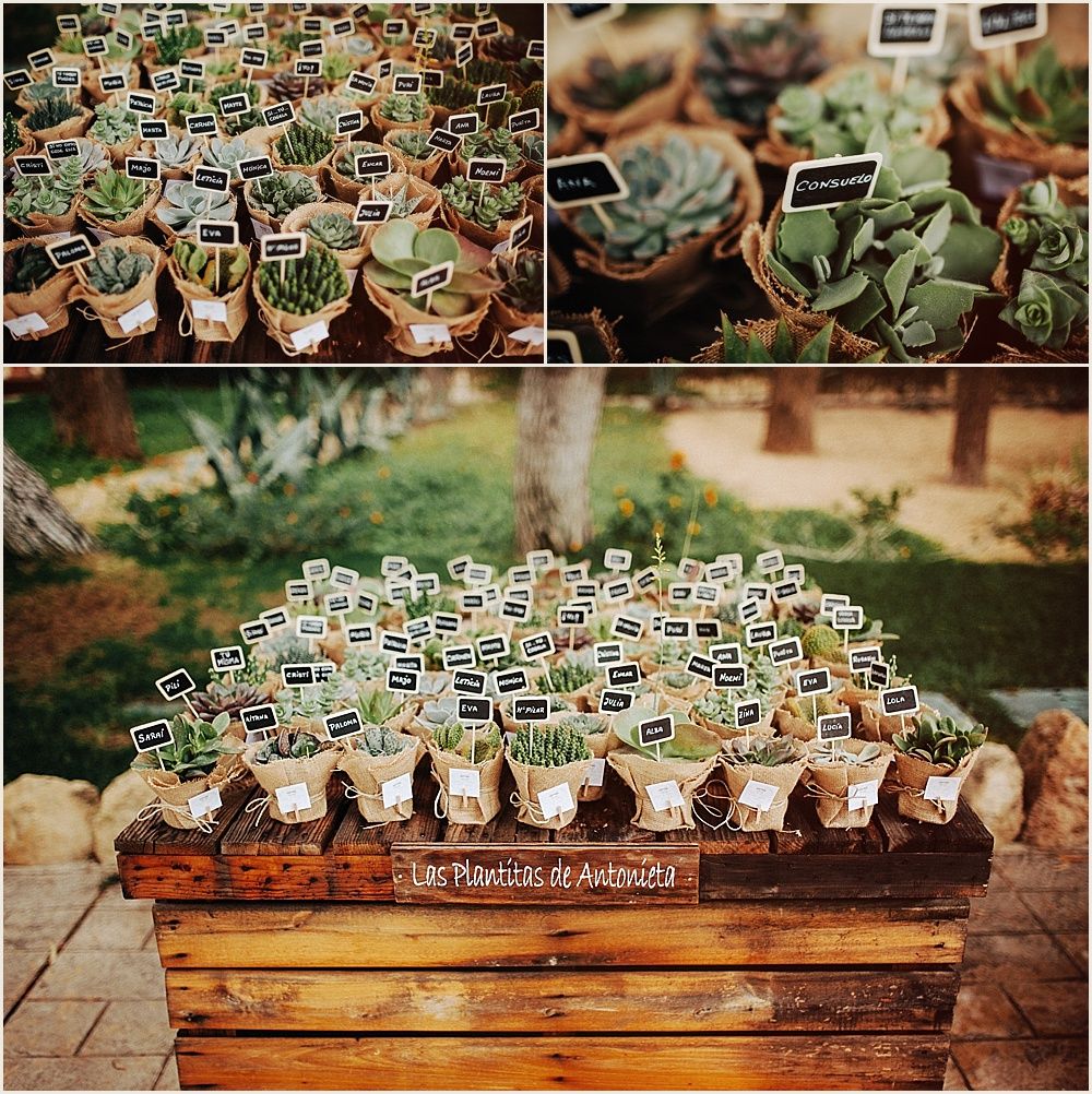 Collection of potted succulent wedding favors displayed on wooden crates.