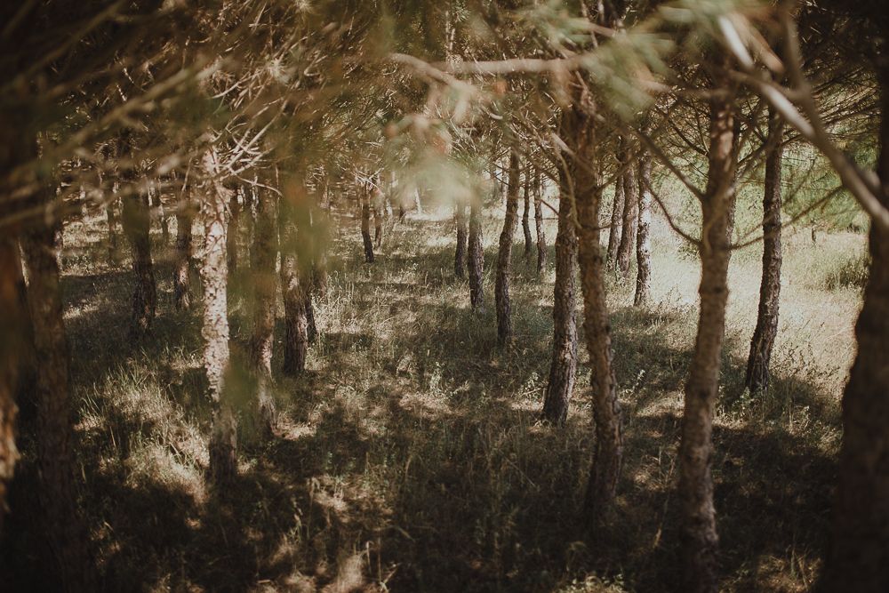 Moody forest landscape with sunlight filtering through trees creating atmospheric shadows.