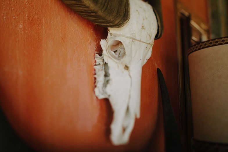 Close-up of a white animal skull mounted on an orange-colored wall.
