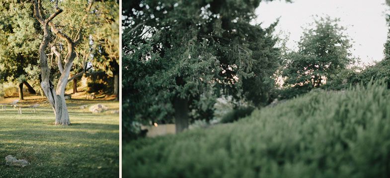 Rustic outdoor wedding venue with twisted tree and sloping grassy hill.