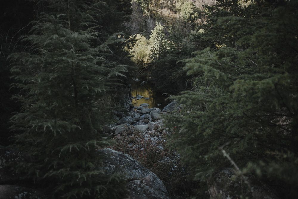 A scenic forest creek flows between evergreen trees in muted lighting.