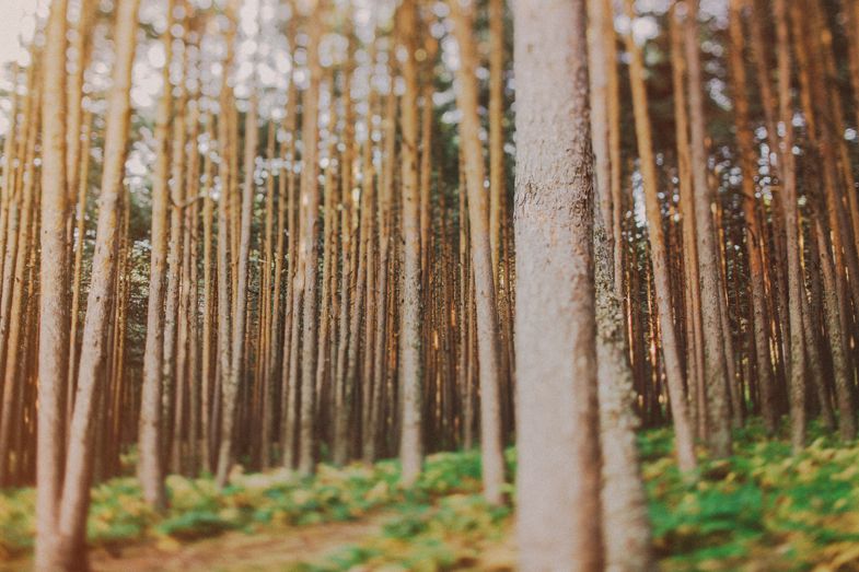 Tall pine trees line a forest path in warm sunlight.