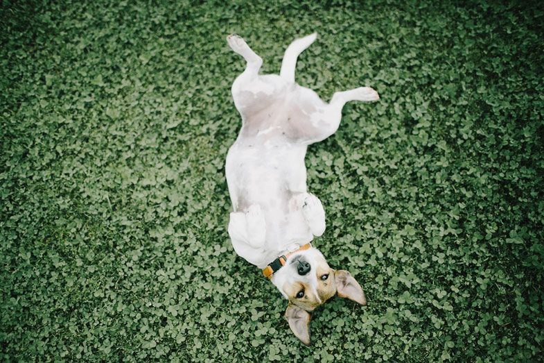 White dog lying playfully on green grass with a small toy.
