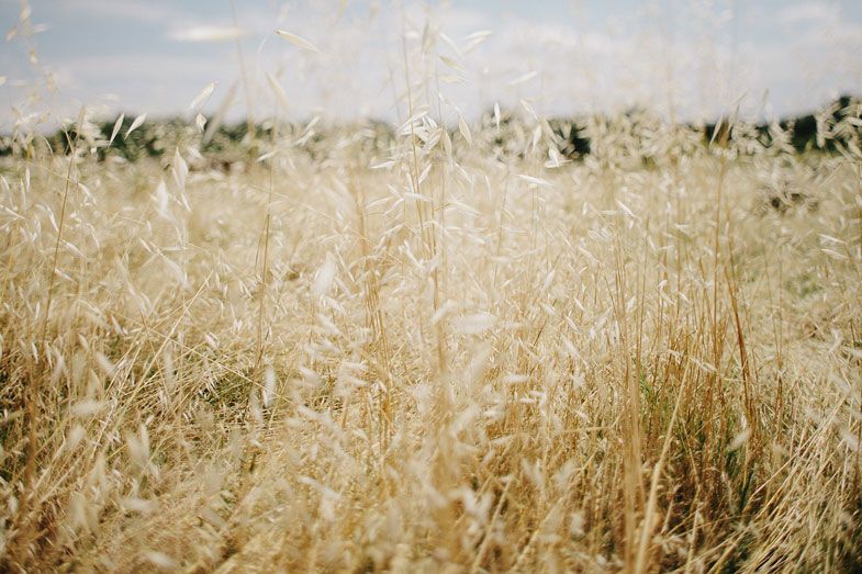 Golden wheat stalks swaying in a summer field during sunset.