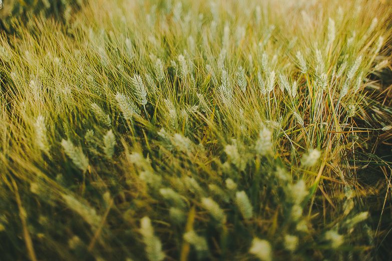 Close up of golden wheat field swaying in sunlight with shallow depth of field.