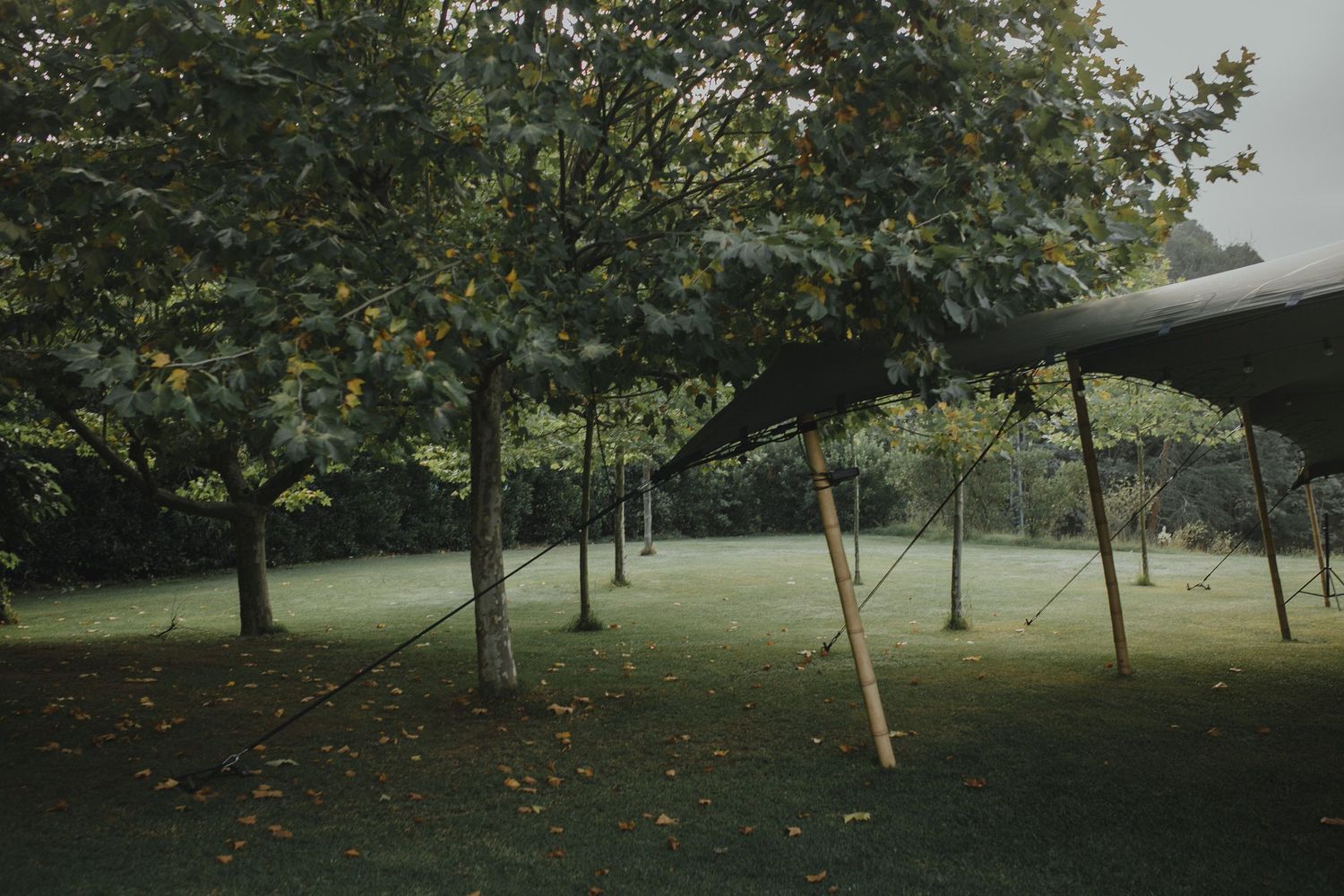 Row of trees line a misty green lawn with tent poles visible in foreground.