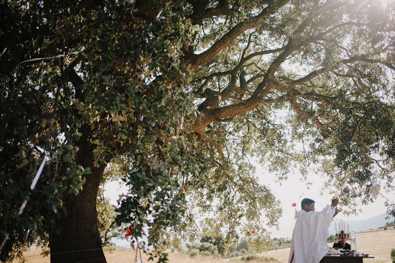 Scenic wedding ceremony view under a majestic tree with sunlight filtering through branches.