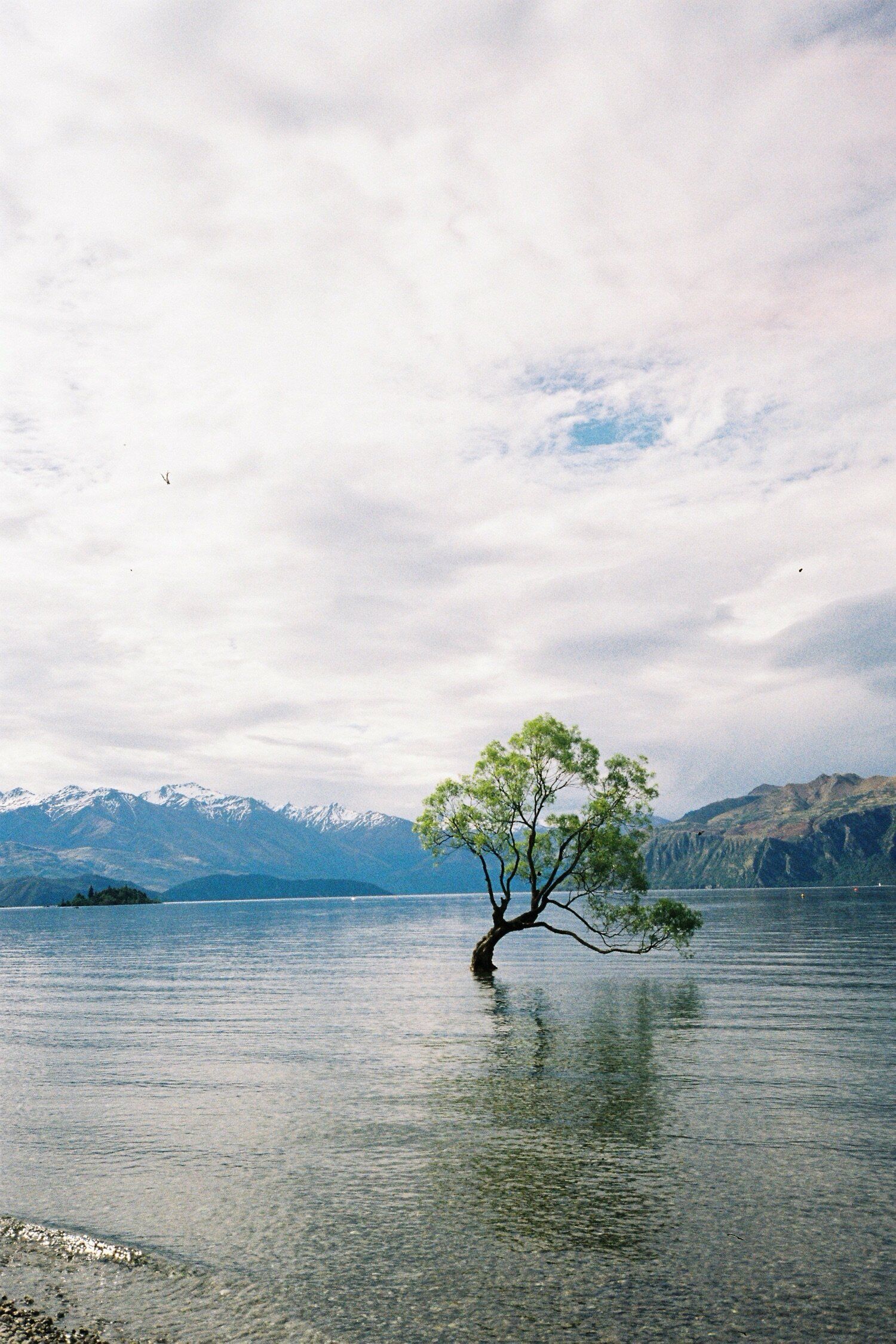 A lone tree stands in Lake Wanaka with snow-capped mountains in the background under cloudy skies.