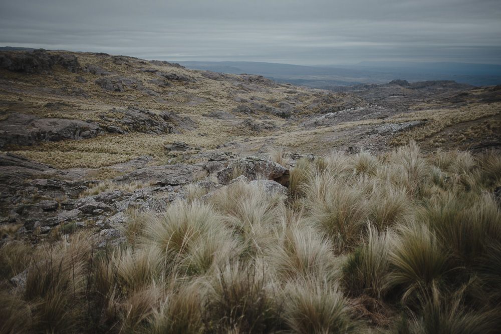 Rolling hills covered in golden tussock grass stretch towards a moody horizon under overcast skies.