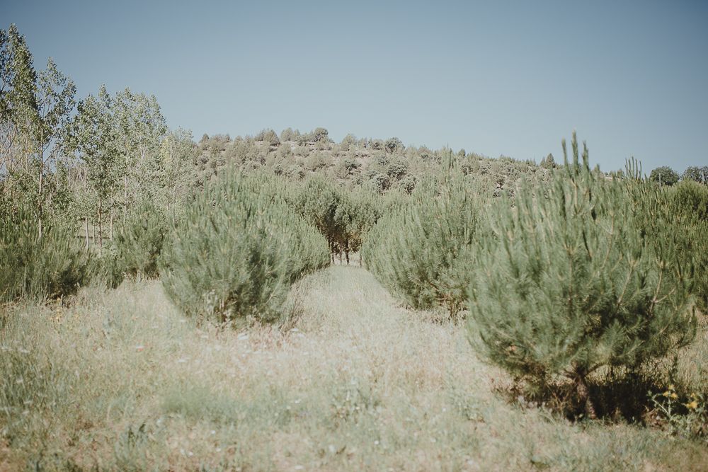 Desert landscape with sage brush and desert plants against rolling hills under blue sky.